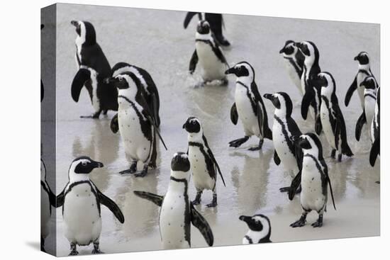 African penguins (Jackass penguins) on Boulders Beach, Simon's Town, Cape Town, Western Cape, South-Ian Trower-Stretched Canvas