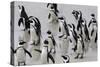 African penguins (Jackass penguins) on Boulders Beach, Simon's Town, Cape Town, Western Cape, South-Ian Trower-Stretched Canvas