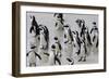 African penguins (Jackass penguins) on Boulders Beach, Simon's Town, Cape Town, Western Cape, South-Ian Trower-Framed Photographic Print