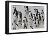 African penguins (Jackass penguins) on Boulders Beach, Simon's Town, Cape Town, Western Cape, South-Ian Trower-Framed Photographic Print