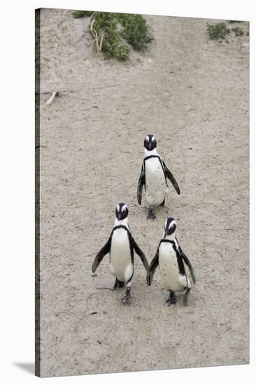 African penguins (Jackass penguins) on Boulders Beach, Simon's Town, Cape Town, Western Cape, South-Ian Trower-Stretched Canvas