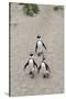 African penguins (Jackass penguins) on Boulders Beach, Simon's Town, Cape Town, Western Cape, South-Ian Trower-Stretched Canvas