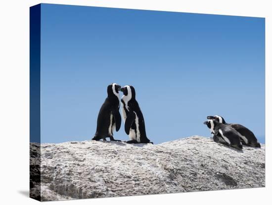 African Penguins (Jackass Penguins) Touching Beaks as If Embracing-Kimberly Walker-Stretched Canvas