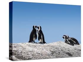African Penguins (Jackass Penguins) Touching Beaks as If Embracing-Kimberly Walker-Stretched Canvas