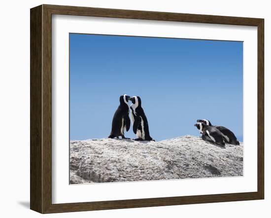 African Penguins (Jackass Penguins) Touching Beaks as If Embracing-Kimberly Walker-Framed Photographic Print