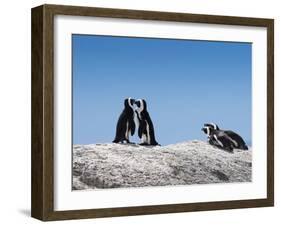 African Penguins (Jackass Penguins) Touching Beaks as If Embracing-Kimberly Walker-Framed Photographic Print