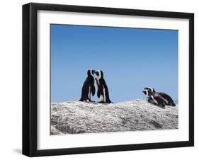 African Penguins (Jackass Penguins) Touching Beaks as If Embracing-Kimberly Walker-Framed Photographic Print