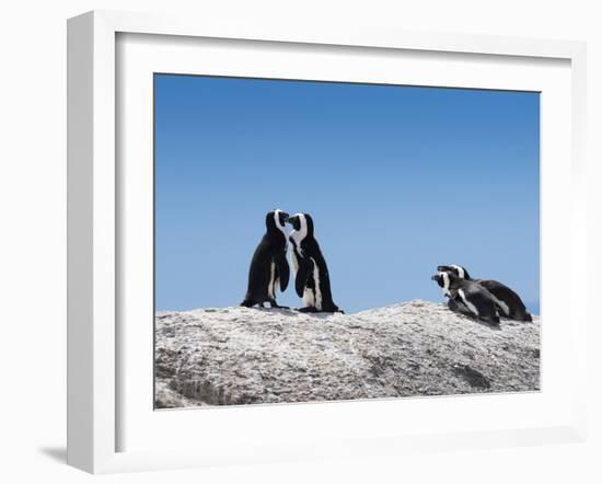 African Penguins (Jackass Penguins) Touching Beaks as If Embracing-Kimberly Walker-Framed Photographic Print