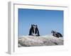 African Penguins (Jackass Penguins) Touching Beaks as If Embracing-Kimberly Walker-Framed Photographic Print