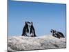 African Penguins (Jackass Penguins) Touching Beaks as If Embracing-Kimberly Walker-Mounted Photographic Print