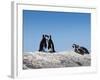 African Penguins (Jackass Penguins) Touching Beaks as If Embracing-Kimberly Walker-Framed Photographic Print