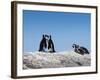 African Penguins (Jackass Penguins) Touching Beaks as If Embracing-Kimberly Walker-Framed Photographic Print