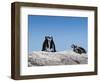 African Penguins (Jackass Penguins) Touching Beaks as If Embracing-Kimberly Walker-Framed Photographic Print