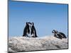 African Penguins (Jackass Penguins) Touching Beaks as If Embracing-Kimberly Walker-Mounted Photographic Print