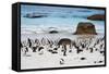 African Penguins on Boulders Beach-tang90246-Framed Stretched Canvas