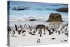 African Penguins on Boulders Beach-tang90246-Stretched Canvas