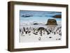 African Penguins on Boulders Beach-tang90246-Framed Photographic Print