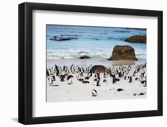 African Penguins on Boulders Beach-tang90246-Framed Photographic Print