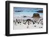 African Penguins on Boulders Beach-tang90246-Framed Photographic Print