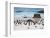 African Penguins on Boulders Beach-tang90246-Framed Photographic Print