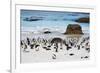 African Penguins on Boulders Beach-tang90246-Framed Photographic Print