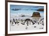 African Penguins on Boulders Beach-tang90246-Framed Photographic Print