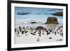 African Penguins on Boulders Beach-tang90246-Framed Photographic Print
