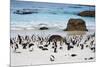 African Penguins on Boulders Beach-tang90246-Mounted Photographic Print