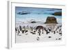 African Penguins on Boulders Beach-tang90246-Framed Photographic Print