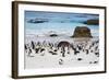 African Penguins on Boulders Beach-tang90246-Framed Photographic Print