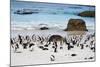 African Penguins on Boulders Beach-tang90246-Mounted Photographic Print