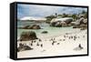 African Penguins on Sand at Foxy Beach with Residential Homes in Background-Kimberly Walker-Framed Stretched Canvas