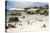 African Penguins on Sand at Foxy Beach with Residential Homes in Background-Kimberly Walker-Stretched Canvas