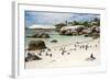 African Penguins on Sand at Foxy Beach with Residential Homes in Background-Kimberly Walker-Framed Photographic Print