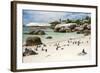 African Penguins on Sand at Foxy Beach with Residential Homes in Background-Kimberly Walker-Framed Photographic Print