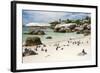 African Penguins on Sand at Foxy Beach with Residential Homes in Background-Kimberly Walker-Framed Photographic Print