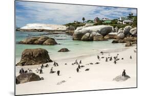 African Penguins on Sand at Foxy Beach with Residential Homes in Background-Kimberly Walker-Mounted Photographic Print