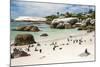 African Penguins on Sand at Foxy Beach with Residential Homes in Background-Kimberly Walker-Mounted Photographic Print
