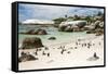 African Penguins on Sand at Foxy Beach with Residential Homes in Background-Kimberly Walker-Framed Stretched Canvas
