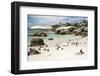 African Penguins on Sand at Foxy Beach with Residential Homes in Background-Kimberly Walker-Framed Photographic Print