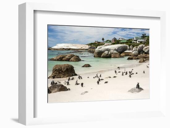 African Penguins on Sand at Foxy Beach with Residential Homes in Background-Kimberly Walker-Framed Photographic Print