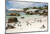 African Penguins on Sand at Foxy Beach with Residential Homes in Background-Kimberly Walker-Mounted Photographic Print