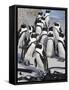 African Penguins (Spheniscus Demersus), Table Mountain National Park, Cape Town, South Africa-Ann & Steve Toon-Framed Stretched Canvas