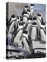 African Penguins (Spheniscus Demersus), Table Mountain National Park, Cape Town, South Africa-Ann & Steve Toon-Stretched Canvas