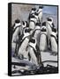 African Penguins (Spheniscus Demersus), Table Mountain National Park, Cape Town, South Africa-Ann & Steve Toon-Framed Stretched Canvas