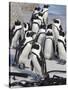 African Penguins (Spheniscus Demersus), Table Mountain National Park, Cape Town, South Africa-Ann & Steve Toon-Stretched Canvas