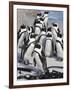 African Penguins (Spheniscus Demersus), Table Mountain National Park, Cape Town, South Africa-Ann & Steve Toon-Framed Photographic Print