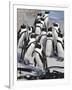 African Penguins (Spheniscus Demersus), Table Mountain National Park, Cape Town, South Africa-Ann & Steve Toon-Framed Photographic Print