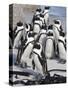 African Penguins (Spheniscus Demersus), Table Mountain National Park, Cape Town, South Africa-Ann & Steve Toon-Stretched Canvas