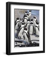 African Penguins (Spheniscus Demersus), Table Mountain National Park, Cape Town, South Africa-Ann & Steve Toon-Framed Photographic Print